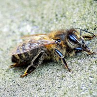Домашняя пчела :: Константин Штарк