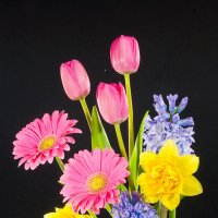 Тюльпаны и гиацинты на черном фоне :: Ольга Бекетова
