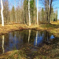 Весенняя вода :: Григорий охотник