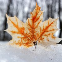 Привет из прошлогодней осени весне... :: Андрей Заломленков