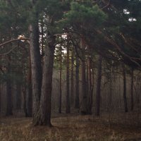 В лесу пригородском в апреле. :: Михаил Полыгалов