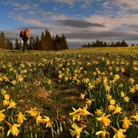 wild Narzissen :: Elena Wymann