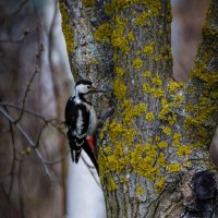 woodpecker :: Александр Довгий
