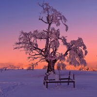зима в Юрских горах :: Elena Wymann