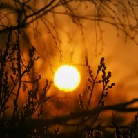 Тёплый вечер апреля :: Светлана Карнаух