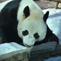 Московский Зоопарк. Большая панда... :: Наташа *****