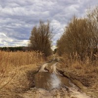 Дорога на болотах :: оксана 
