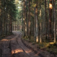 Дорога в сосновом лесу :: Алексей Румянцев