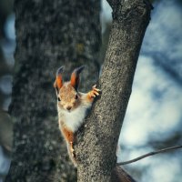 Беличий портрет :: Антон Богданов