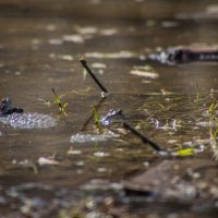 лягушки в своё болоте :: Ринат Засовский