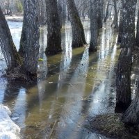 Как на тоненький ледок ... :: Мила Бовкун