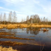 Весенняя лужа :: Андрей Снегерёв