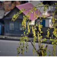 Весна в городе. :: Анатолий Уткин
