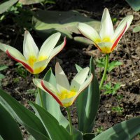 Тюльпан кауфмана Tulipa kaufmanniana. Впервые описан российским ботаником Эдуардом Людвиовичем Регел :: Александр Чеботарь