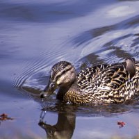 Утка на голубой воде :: Яков Геллер