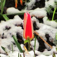 Тюльпан среди снега :: Андрей Снегерёв