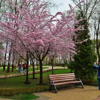 В парке "Наталка" зацвела сакура. :: Тамара Бедай 