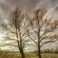 два дерева :: Александр 