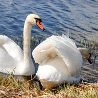 На фотосет ко мне приплыла, красивых пара лебедей... :: Анатолий Клепешнёв