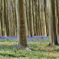 "Синий" лес в Бельгии. :: Elena Ророva
