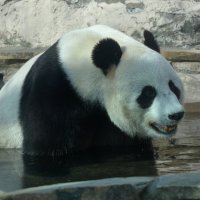 Московский Зоопарк. Большие панды. Жуи. :: Наташа *****