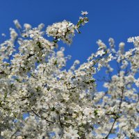Буйство цветения весеннего... :: Тамара Бедай 