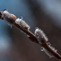 Верба :: Анатолий Володин