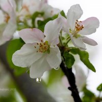 Весна. Цветение яблони :: Александр Синдерёв
