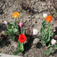 Разноцветье апреля :: Нина Бутко