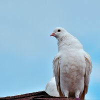 Смотрит сверху на нас, грешных. :: Татьяна Помогалова