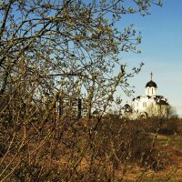 Цветение вербы в городе. :: Aida10 