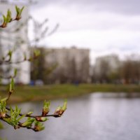 Весна пришла :: Роман Алексеев