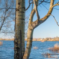 р.Молога в апреле. :: Анатолий Нецепляев