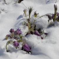 Фиолетовая красота,весны. :: Андрей Хлопонин