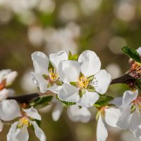 Цветы войлочной вишни :: Александр Синдерёв