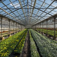 greenhouse :: Zinovi Seniak