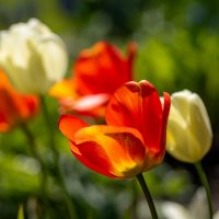 Солнечные тюльпаны :: Николай Гирш