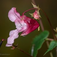 Impatiens glandulifera – бальзамин :: Анатолий Клепешнёв