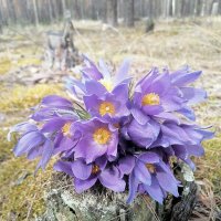 Весна :: Оксана Романова
