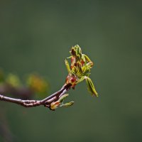 Новорожденное ... :: Владимир Икомацких