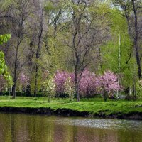 Весенний парк! :: barsuk lesnoi