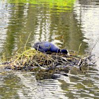 Лысуха строит гнездо на Детском пруду Ал. парка ЦС - 1 :: Сергей 