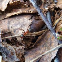 Лесной муравей (Formica rufa) :: Денис Бочкарёв
