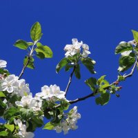 цветы яблони IMG_9319 :: Олег Петрушин