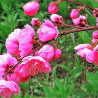Цветущая ветка весны (японская сакура махровая розовая дерево) :: Ольга (crim41evp)