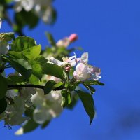 цветы яблони IMG_9195 :: Олег Петрушин