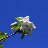 цветы яблони IMG_9180 :: Олег Петрушин