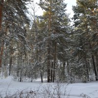 Зимние  Каркаралинские леса... :: Андрей Хлопонин