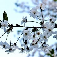 Весенняя рапсодия в голубых тонах :: Восковых Анна Васильевна 