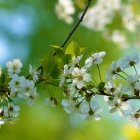 Любимый месяц - месяц май в цветении вишни белоснежной... :: Ольга Русанова (olg-rusanowa2010)